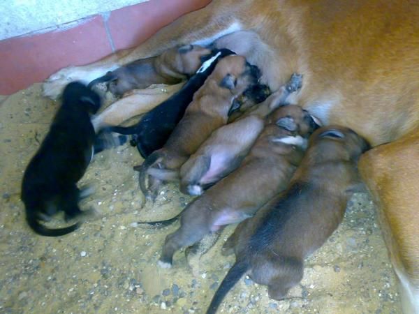 SE VENDEN CACHORROS DE BOXER