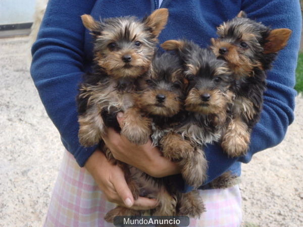 YORKSHIRE TERRIER ENANO A 400 EUROS