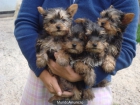 YORKSHIRE TERRIER ENANO A 400 EUROS - mejor precio | unprecio.es