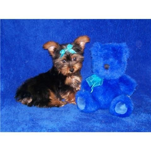 YORKSHIRE TERRIER TAMAÑO TOY POR 110E