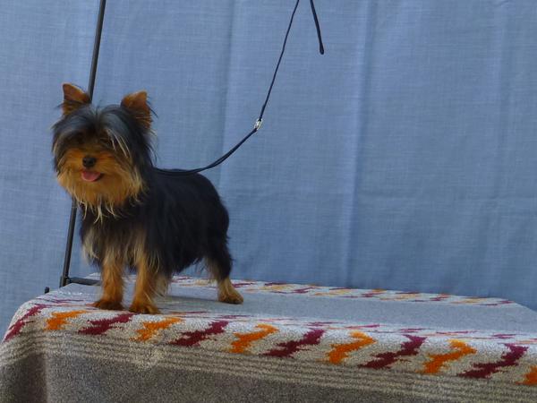 cachorrito de yorkshire terrier tamaño pequeño ideal para compañia