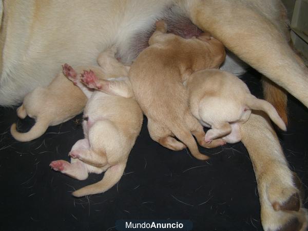 perritos labrador pedigrí