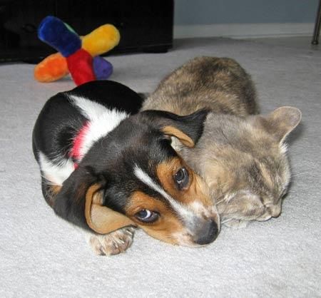 BEAGLE CACHORROS DE BUENAS CASAS.