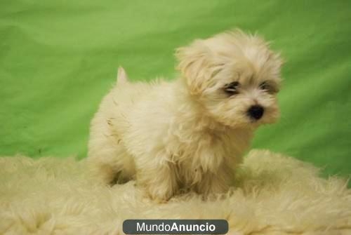 BICHON MALTES CACHORROS CON PEDIGREE