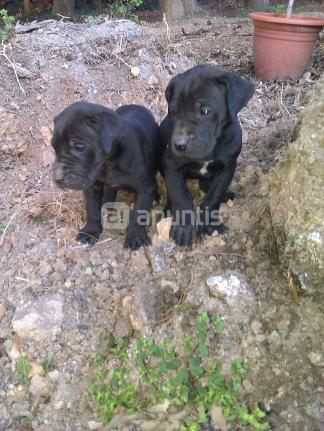 Cachorros dogo alemán