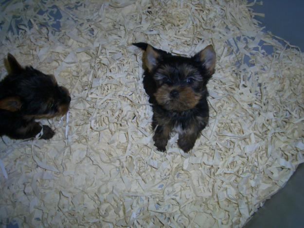 cachorros mini yorkshire y bichon maltes