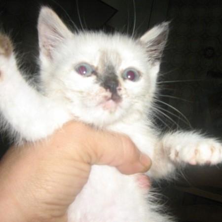 Copo de nieve bebe gatito blanco rescatado junto su hermanito muerto