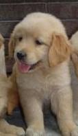 GOLDEN RETRIEVER CACHORROS NACIONALES CRIADERO EN GIRONA