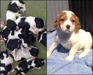 Impresionantes Cachorros de Epagneul Breton.