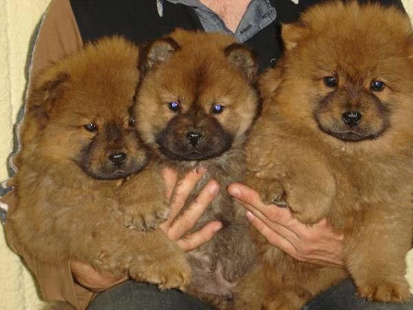 Oportunidad para Navidad, cachorros Chow-chow