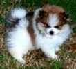 Pomeranians (Poms)