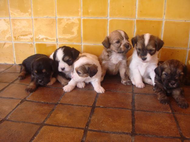 regalo cachorros de cruce de mini pincher