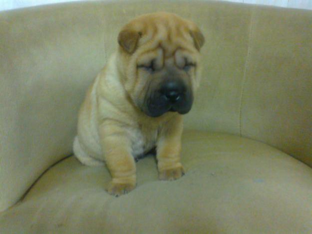 sharpei