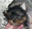 Yorkshire terrier cachorros150eur