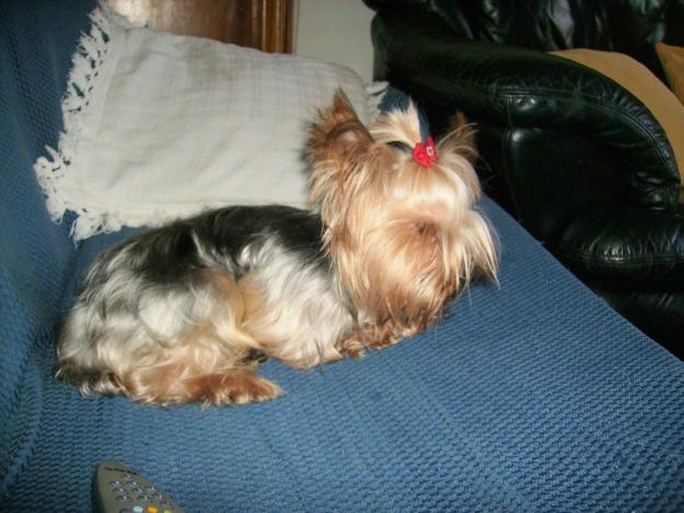 YORKSHIRE TERRIER TOY PARA MONTAS