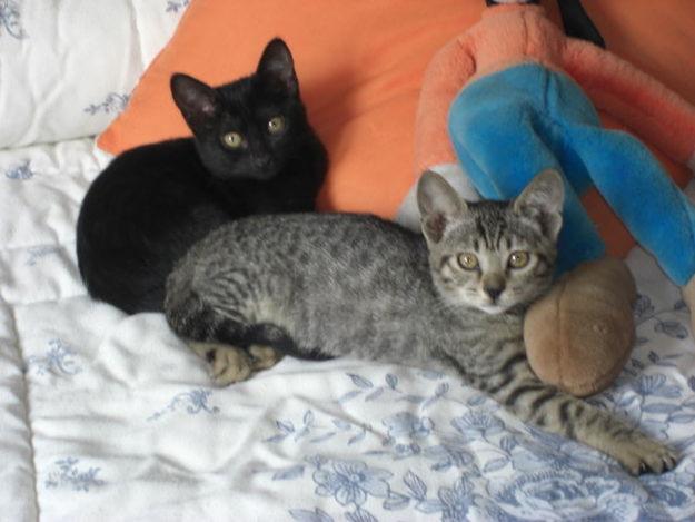 2 GATITAS EN ADOPCIÓN