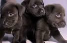 cachorro LABRADOR  CHOCOLATE con PEDIGREE 450