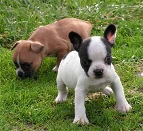 CACHORROS DE BULDOG FRANCES 000000 E