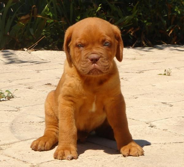 CACHORROS DE DOGO DE BURDEOS 850