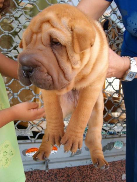 VENDO SHAR PEI HEMBRA