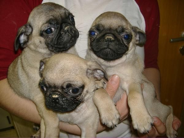 Cachorros de Carlino por 600   - con pedigrí