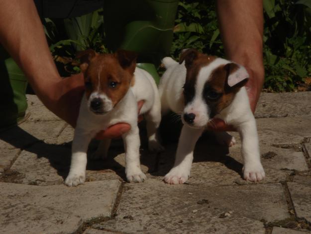 Cachorros de Jack russell