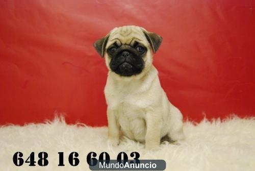 carlino pug, cachorros de calidad, muy compactados