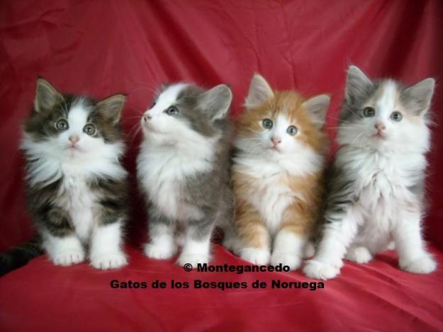 Gatitos bosque de noruega - garantia y pedigree