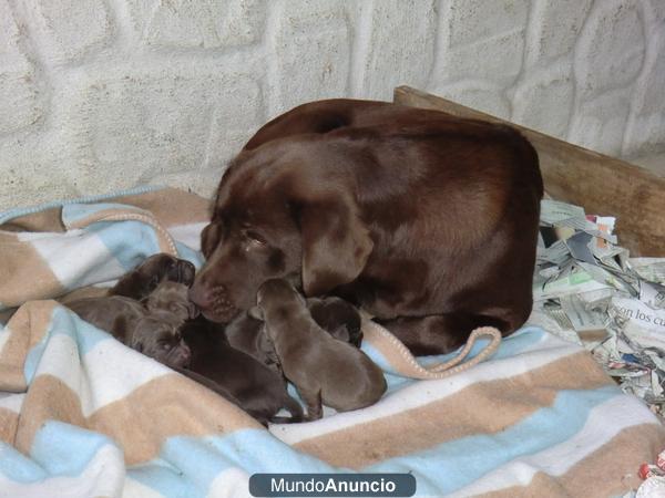 LABRADORES CHOCOLATE  350 €