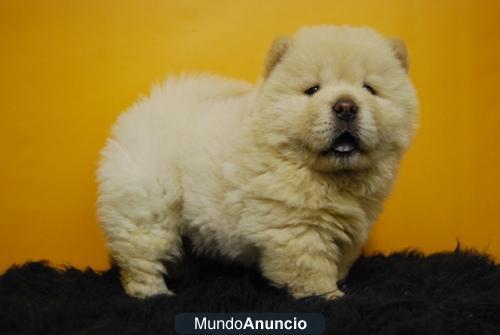 Magnificos Chow Chow de primera calidad