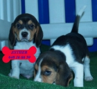 Vendo cachorros de Beagle, económicos - mejor precio | unprecio.es