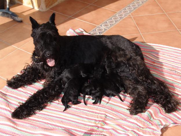 Vendo cachorros de Schnauzer Gigante negros