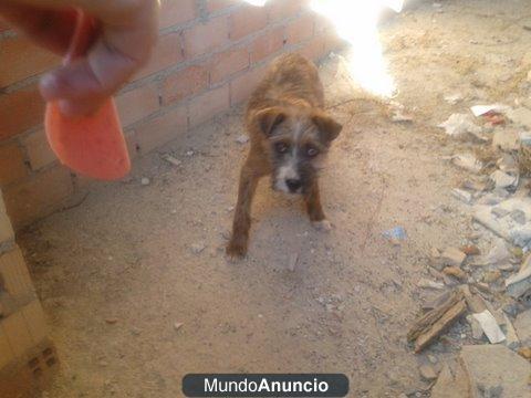 cachorrón refugiado en una obra.. es urgentísimo