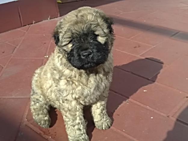 Cruce entre perro de agua y chow chow, parecido a un leon