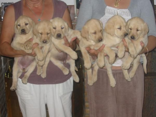 Labradores retriever,dorados,cachorros,pedigree.