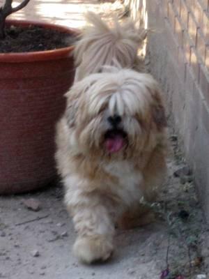 Lhasa Apso en adopción