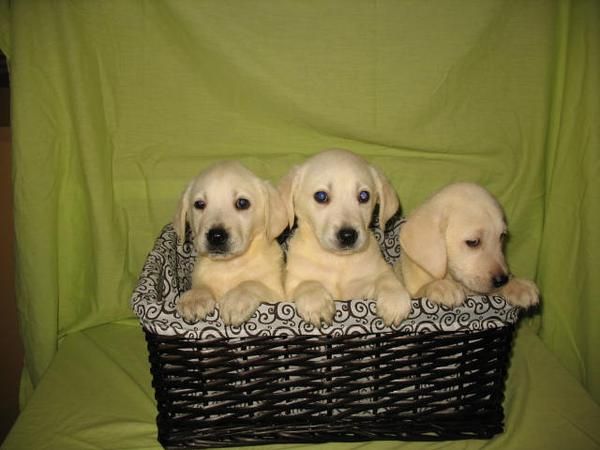 Lindos Labradores 250 euros