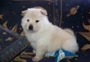 Precioso Chow Chow cachorros gratis