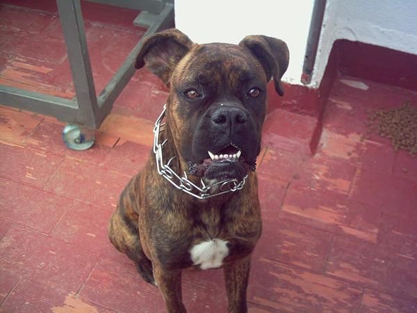 regalo perro boxer