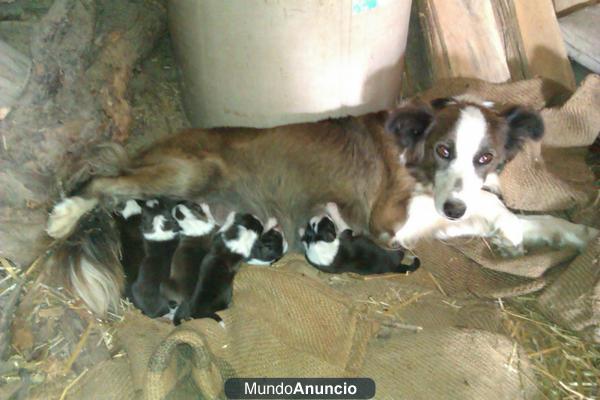 vendo cachorros border collie