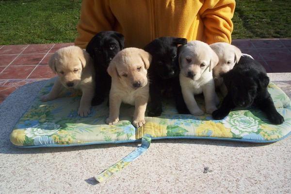 adopte cachorros de labrador retriever