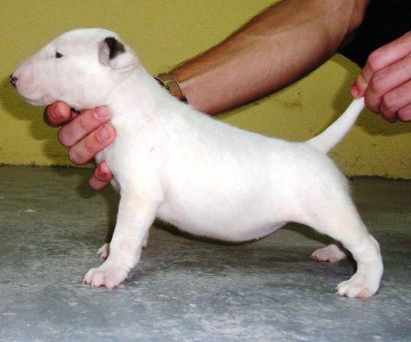 Bull terrier nieta del ch del mundo cardigan prince