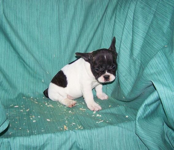 CACHORRITOS DE BULLDOG FRANCES VAQUITAS, NEGROS Y FAWN