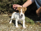 cachorros jack russell terrier - mejor precio | unprecio.es