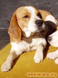 Perrita de 3 años BEAGLE, en adopción en Asturias.