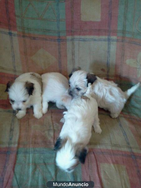 se vende cachorros de bichon maltes