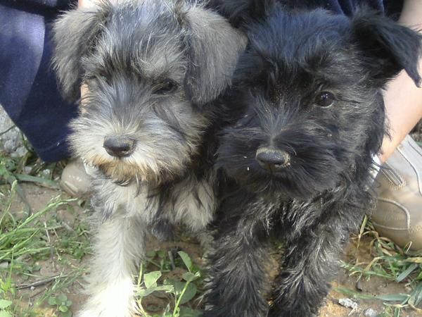 se vende schnauzer miniatura