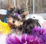 Yorkshire Terrier por excelencia - Yorkis