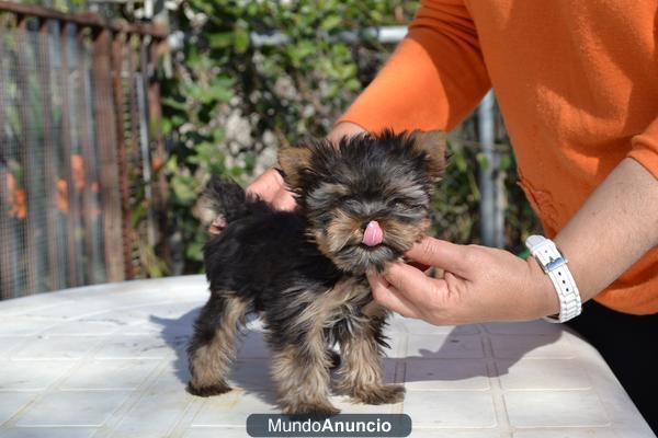 CACHORRO YORKSHIRE TERRIER TOY