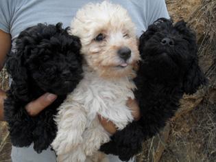 cachorros CANICHE ENANO con PEDIGREE